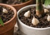 Enterrar dentes de alho nos vasos de plantas evita fungos e insetos