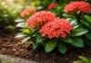 Flor de Coral conheça o limite de adubo que a ixora suporta antes de perder raízes sem nenhum alerta