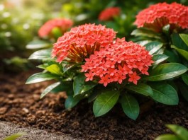 Flor de Coral conheça o limite de adubo que a ixora suporta antes de perder raízes sem nenhum alerta