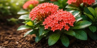 Flor de Coral: conheça o limite de adubo que a ixora suporta antes de perder raízes sem nenhum alerta Flor de Coral conheça o limite de adubo que a ixora suporta antes de perder raízes sem nenhum alerta