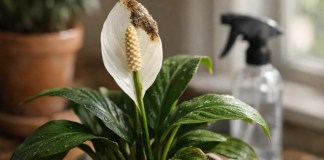Este hábito de limpeza errado deixa o lírio-da-paz vulnerável aos primeiros sinais de fungo