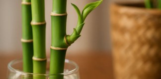 Misture isso no vaso do bambu da sorte e veja a planta ‘explodir’ de crescimento