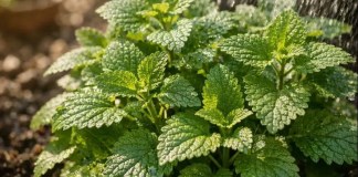 O ponto de sol e rega que deixa a erva-cidreira brasileira (lippia alba) mais aromática — e como não passar do limite O ponto de sol e rega que deixa a erva-cidreira brasileira (lippia alba) mais aromática