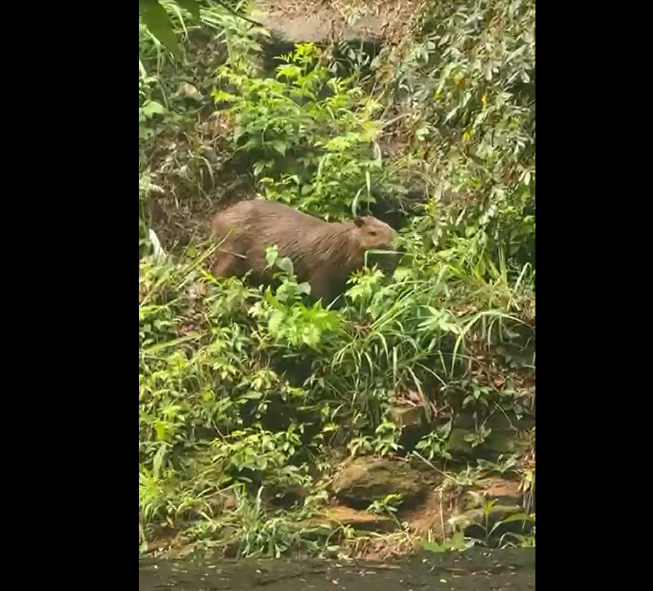 Capivara na Marginal
