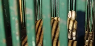 Onça-parda é resgatada pelo Corpo de Bombeiros em restaurante na Avenida Trabalhador São-carlense