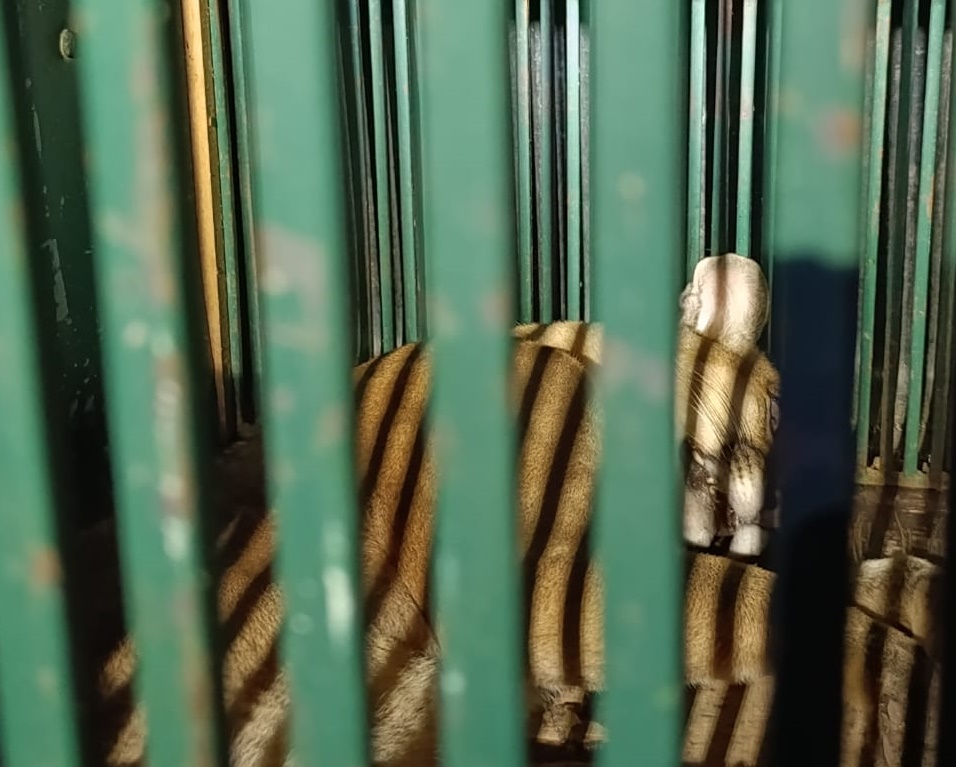 Onça-parda é resgatada pelo Corpo de Bombeiros em restaurante na Avenida Trabalhador São-carlense