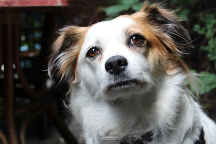 Aprovado projeto que autoriza sepultamento de cães e gatos em jazigos de seus tutores Aprovado projeto que autoriza sepultamento de cães e gatos em jazigos de seus tutores