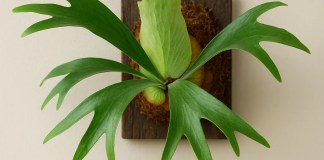 5 motivos para suspender samambaia chifre-de-veado e criar um jardim vertical de impacto com pouca rega samambaia chifre-de-veado