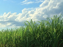 Tereos vende usina para a Viralcool