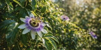 6 horas de sol exatas para o maracujá-ornamental definir folhas ou flores e crescer com vigor 6 horas de sol exatas para o maracujá-ornamental definir folhas ou flores e crescer com vigor