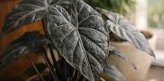Alocasia metálica: o motivo que faz o brilho desaparecer mesmo em ambiente claro Alocasia metálica o motivo que faz o brilho desaparecer mesmo em ambiente claro