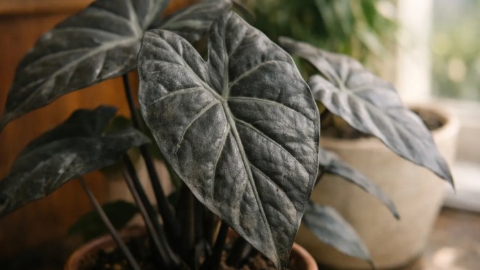 Alocasia metálica o motivo que faz o brilho desaparecer mesmo em ambiente claro Alocasia metálica o motivo que faz o brilho desaparecer mesmo em ambiente claro