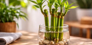 Bambu da sorte: por que usar 3 ou 5 caules muda completamente o crescimento da planta Bambu da sorte por que usar 3 ou 5 caules muda completamente o crescimento da planta