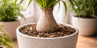 Beaucarnea recurvata por que ficar 20 dias sem água não é abandono (e pode até ajudar)