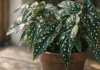 Begônia-maculata 5 ajustes de luz que mantêm as pintas visíveis e evitam o sumiço do contraste nas folhas