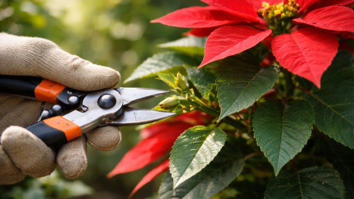 Bico-de-papagaio: por que uma poda mal feita reduz drasticamente a floração Bico-de-papagaio: por que uma poda mal feita reduz drasticamente a floração