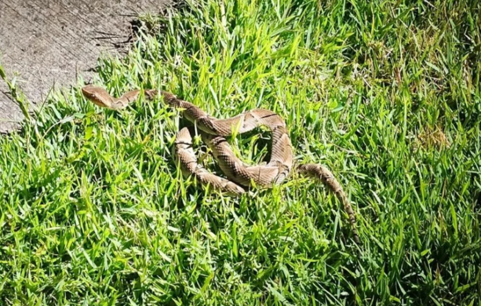 Cobra cascavel é capturada pela Defesa Civil Cobra cascavel é capturada pela Defesa Civil