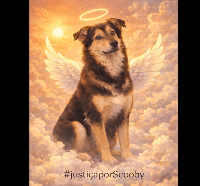 Captura de tela 2026-01-31 063950