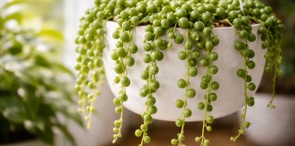 Colar-de-pérolas o erro de rega que faz os ramos caírem de repente