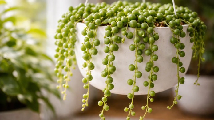 Colar-de-pérolas o erro de rega que faz os ramos caírem de repente