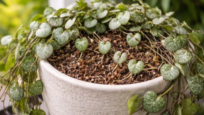 Coração-emaranhado 6 técnicas de muda que criam volume em tempo recorde