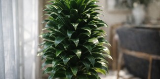 Dracena-compacta: 5 pontos de luz que moldam o formato perfeito da planta Dracena-compacta 5 pontos de luz que moldam o formato perfeito da planta