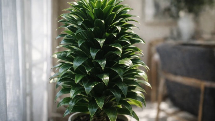 Dracena-compacta 5 pontos de luz que moldam o formato perfeito da planta Dracena-compacta 5 pontos de luz que moldam o formato perfeito da planta