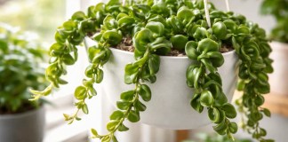 Hoya-compacta: 3 falhas de rega que travam brotações e deixam a planta “parada” Hoya-compacta 3 falhas de rega que travam brotações e deixam a planta “parada”