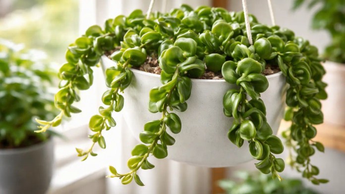 Hoya-compacta 3 falhas de rega que travam brotações e deixam a planta “parada” Hoya-compacta 3 falhas de rega que travam brotações e deixam a planta “parada”