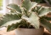 Kalanchoe beharensis: perdeu a textura felpuda? O excesso de água que arruína a planta Kalanchoe beharensis perdeu a textura felpuda O excesso de água que arruína a planta