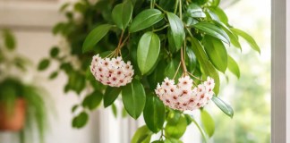 Muita gente pendura a flor-de-cera no lugar errado e bloqueia a floração Muita gente pendura a flor-de-cera no lugar errado e bloqueia a floração