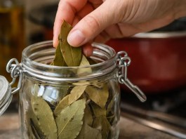 Muita gente usa folhas de louro para proteção, mas comete 5 erros que anulam o efeito energético