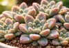 Titanopsis calcarea quanto sol ativa a textura sem queimar
