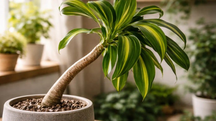 Tronco-do-Brasil: crescendo torto? O erro de não girar o vaso que deforma a planta em semanas