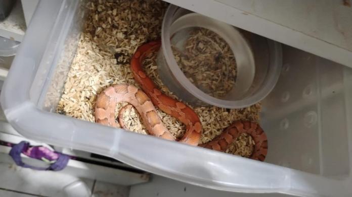 Cobras: Operação ‘Corn Snake’ desmonta esquema de venda de animais exóticos pelos Correios no interior de SP
