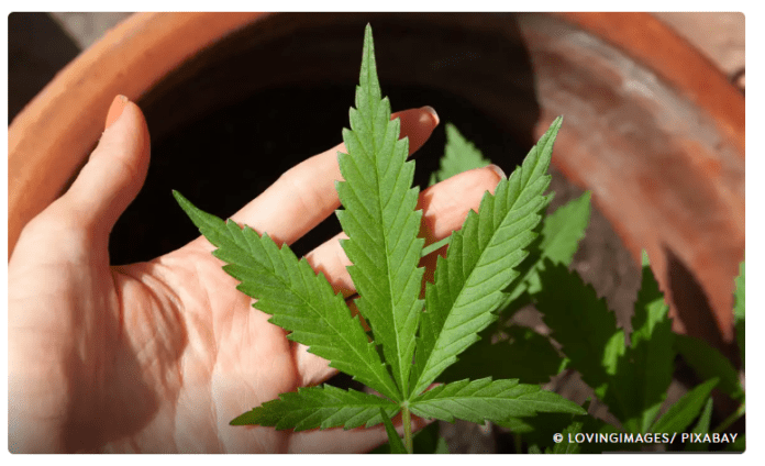 cannabis maconha Anvisa discute nesta quarta regras para a produção de cannabis no país