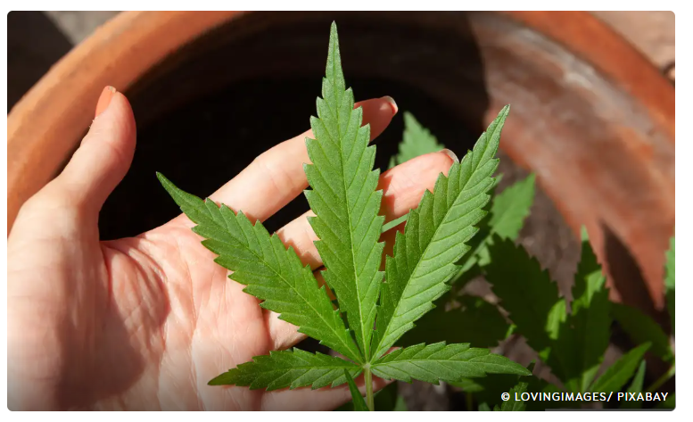 Anvisa discute nesta quarta regras para a produção de cannabis no país