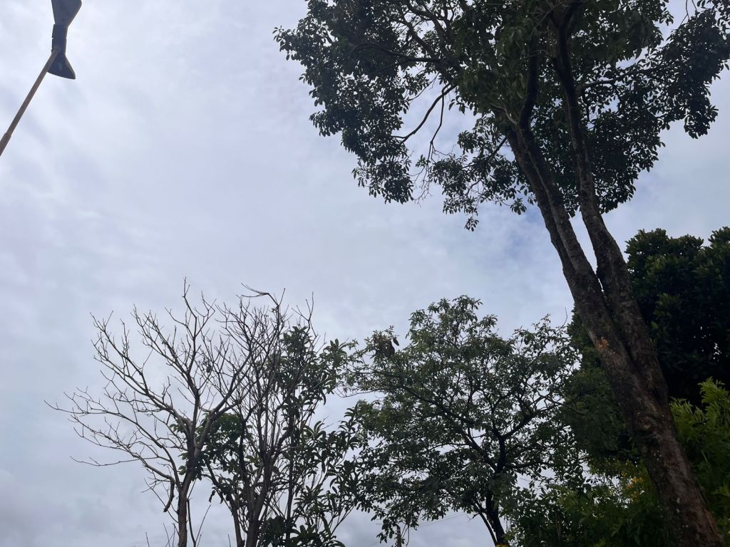 Previsão do tempo para São Carlos