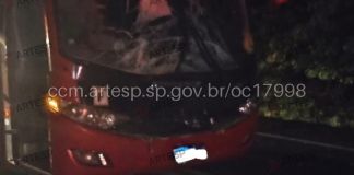 Búfalo invade rodovia e é atropelado por ônibus