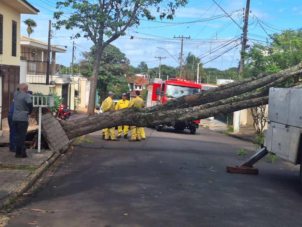 Árvore interditou rua