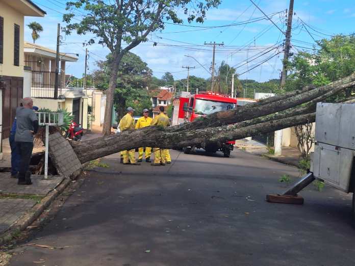 Árvore interditou rua Árvore interditou rua