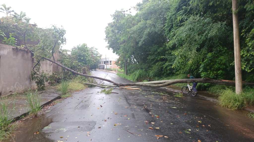 Árvore caída no Cardinalli