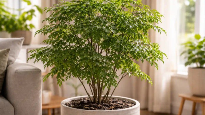 3 ajustes no ambiente que fortalecem a árvore-da-felicidade em salas com pouca luz e impedem crescimento torto e espaçado 3 ajustes no ambiente que fortalecem a árvore-da-felicidade em salas com pouca luz e impedem crescimento torto e espaçado