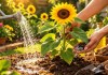 3 cuidados iniciais que ajudam o girassol a florescer forte no jardim doméstico