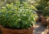 3 formas de plantar hortelã em vaso sem perder o controle do crescimento acelerado