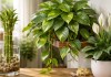 3 plantas que ativam prosperidade segundo o Feng Shui e ajudam a renovar a energia da casa