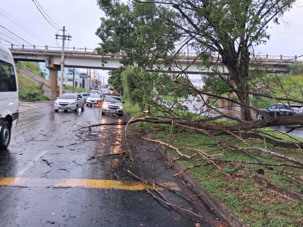 Árvore cai na Tancredo Neves
