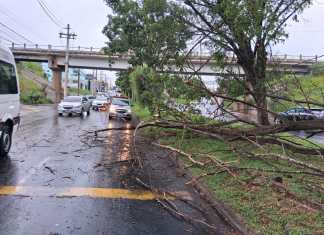 Árvore cai na Tancredo Neves