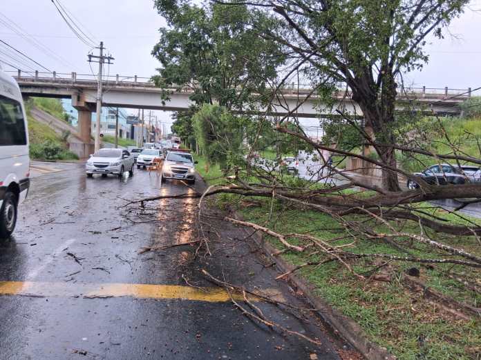 Árvore cai na Tancredo Neves Árvore cai na Tancredo Neves