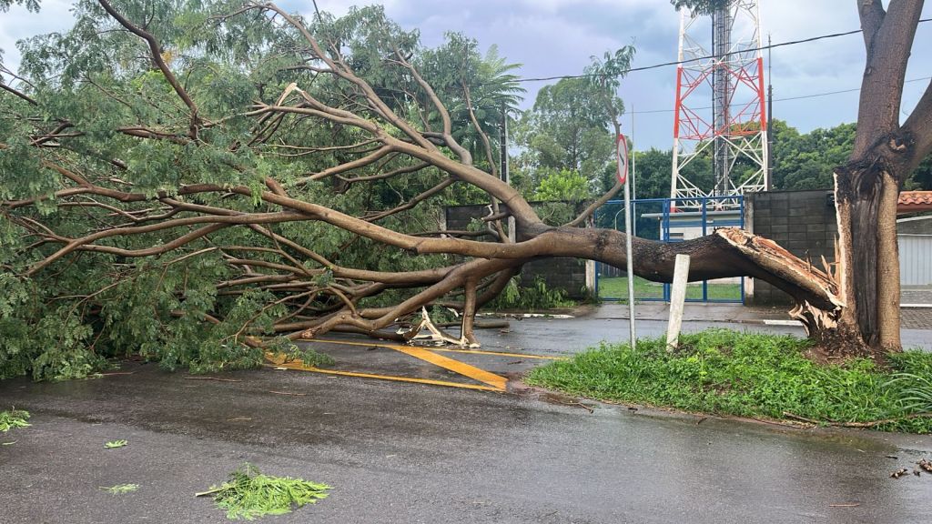 Chuva derruba árvore em Água Vermelha